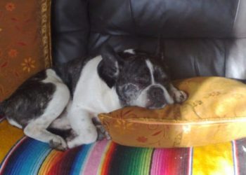 Quand donner cortisone chien ?