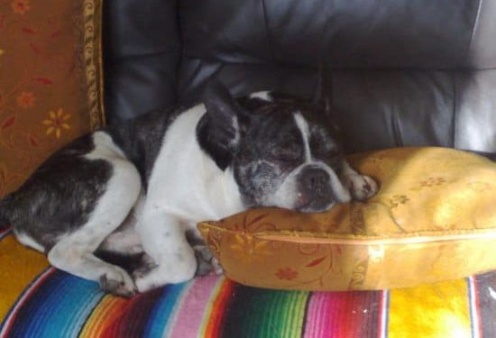 Quand donner cortisone chien ?