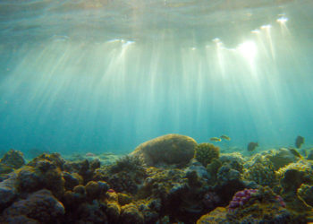 Qui A-t-il dans les profondeur de l'océan ?