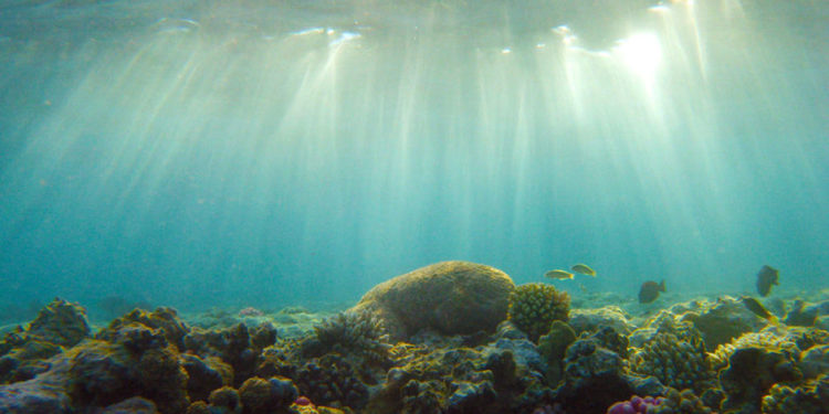 Qui A-t-il dans les profondeur de l'océan ?