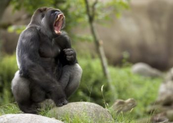 Quel chien a plus de pression dans la mâchoire ?