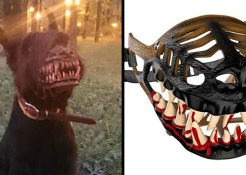 Quelle est la pression d'une mâchoire d'un chien ?