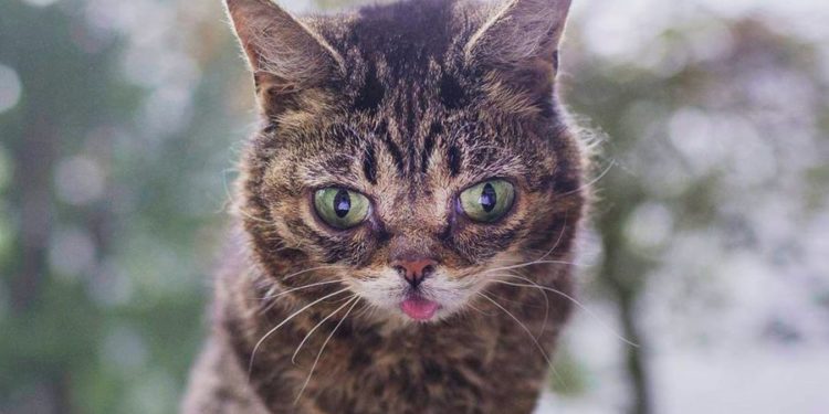 Quel est le caractère des chats blancs ?