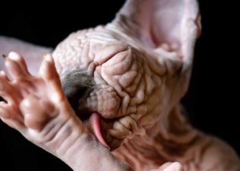 Pourquoi les chat sont vénéré dans l Egypte antique ?