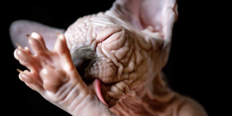 Pourquoi les chat sont vénéré dans l Egypte antique ?