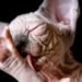 Pourquoi les chat sont vénéré dans l Egypte antique ?