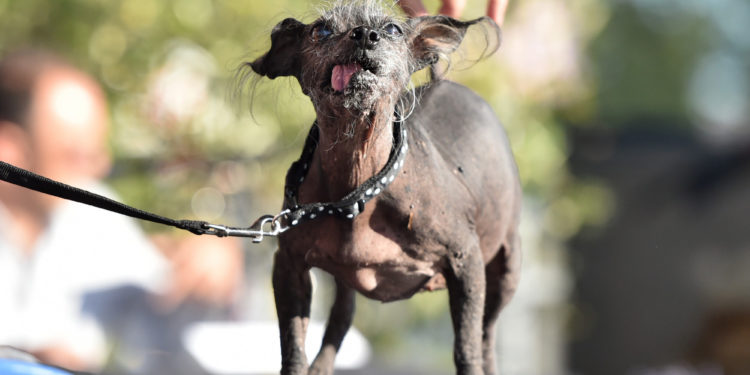 Quel est la race de chien la plus moche du monde ?