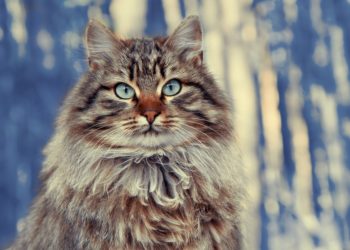 Quelle est la race de chat la plus propre ?