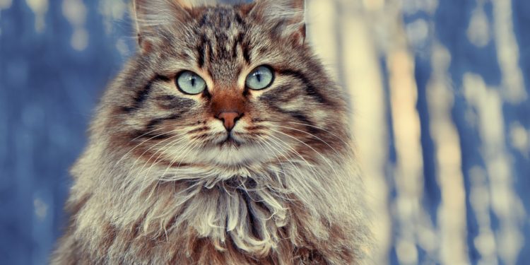 Quelle est la race de chat la plus propre ?