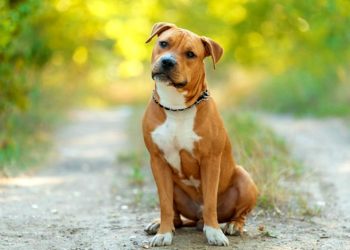 Quelle est la race de chien la plus gentil ?