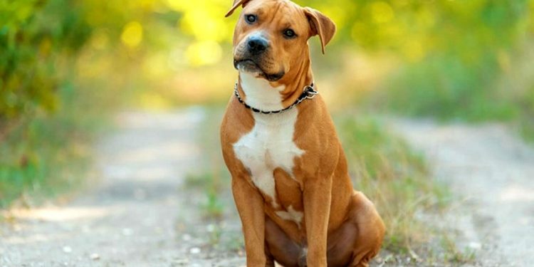 Quelle est la race de chien la plus gentil ?