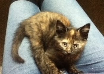 Quelle est la couleur de mon chat ?