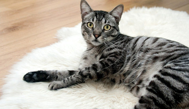 Qu'est-ce qu'un pelage tabby ?