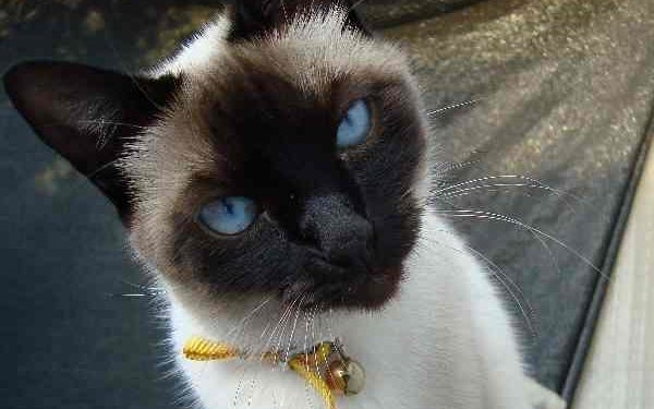 Quel est le chat le plus calme ?