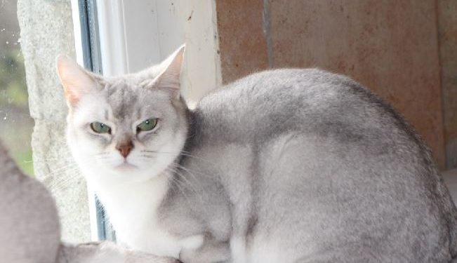 Quelle est la race d'un chat gris et blanc ?