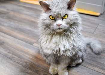 Quelle est la race de chat la plus moche ?