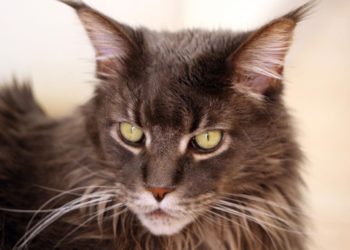 Quel est la race de chat la plus répandue ?