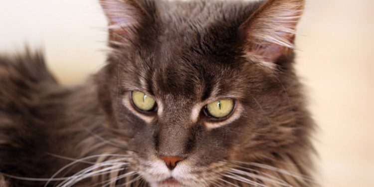 Quel est la race de chat la plus répandue ?