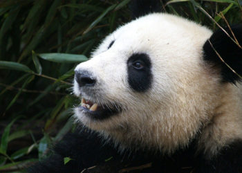 Quels sont les animaux les moins connus ?