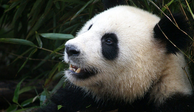 Quels sont les animaux les moins connus ?