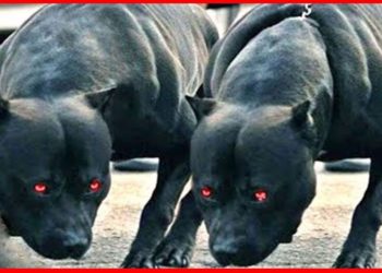 Quels sont les 10 chiens les plus dangereux au monde ?