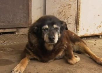 Quel est le chien le plus vieux de France ?