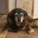 Quel est le chien le plus vieux de France ?