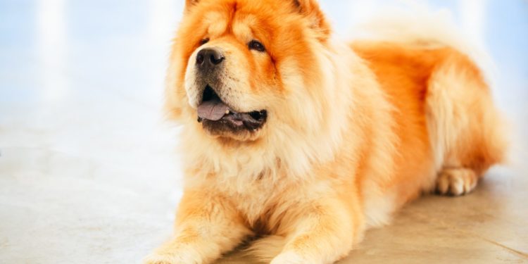 Quel est le prix d'un chien Chow-chow ?
