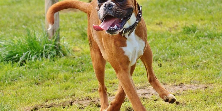 Quelle est la race de chien la plus gentille ?