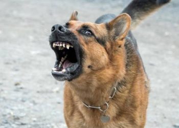 Est-ce que le berger allemand aboie beaucoup ?