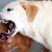 Quelle est la pire race de chien ?