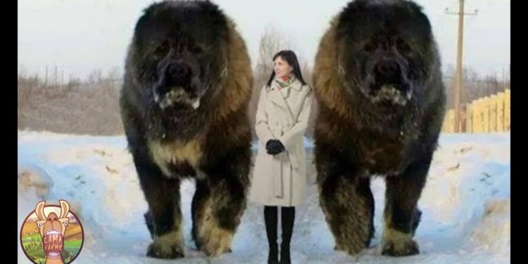 Quel est le deuxième chien le plus dangereux au monde ?