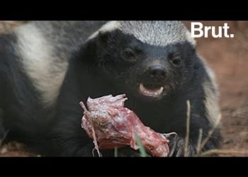 Quel est l'animal le plus gentil avec les humains ?