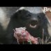 Quel est l'animal le plus gentil avec les humains ?