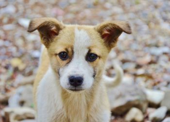 Quelle est la race de chien qui aboie le moins ?