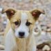 Quelle est la race de chien qui aboie le moins ?