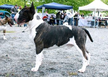 Quelle race de chien à la mâchoire la plus puissante ?