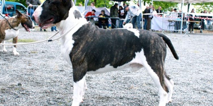 Quelle race de chien à la mâchoire la plus puissante ?