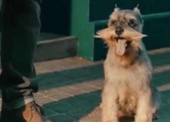 Comment trouver le chien qui nous convient ?