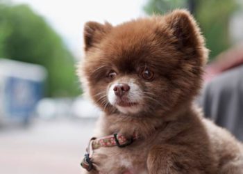 Quelle est la race de chien la plus mignonne au monde ?