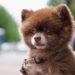 Quelle est la race de chien la plus mignonne au monde ?