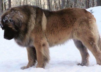 Quelle est la race de chien la plus grande au monde ?