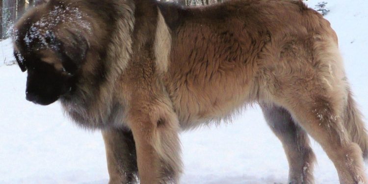 Quelle est la race de chien la plus grande au monde ?