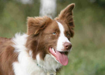 Quels sont les 5 chiens les plus intelligents ?