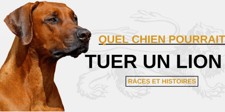 Quel chien peut tuer un lion ?