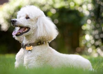 Quel chien vive le plus longtemps ?
