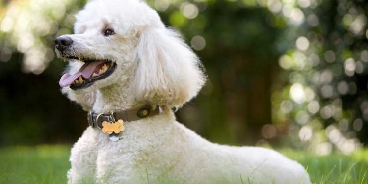 Quel chien vive le plus longtemps ?