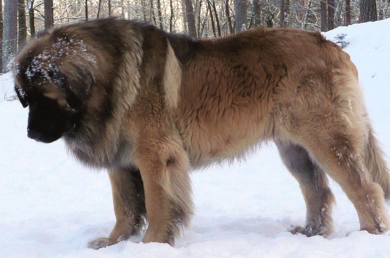 Quelle Est La Race De Chien La Plus Grande Au Monde