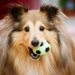 Quels sont les chiens qui perdent le plus de poils ?