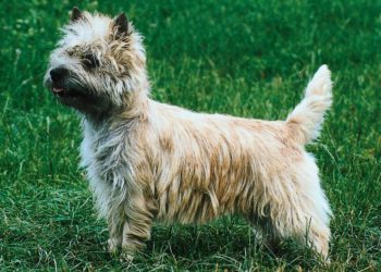Quel race de chien vivant le plus longtemps ?